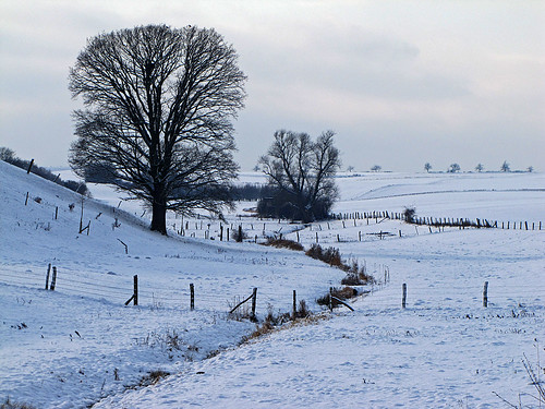 Winter scenery