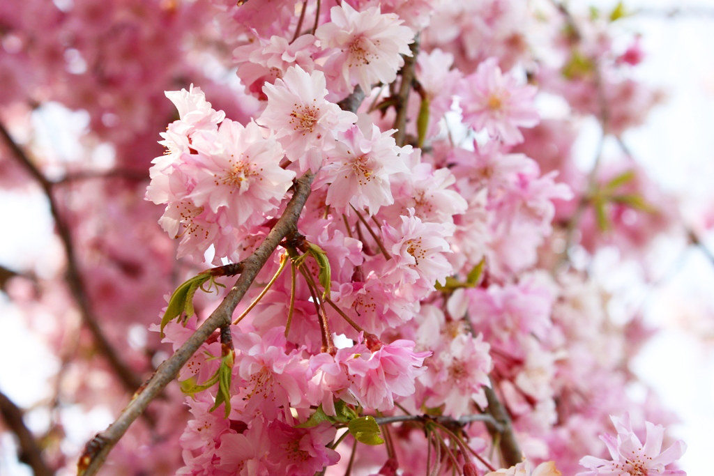Best Sakura Photo (9)