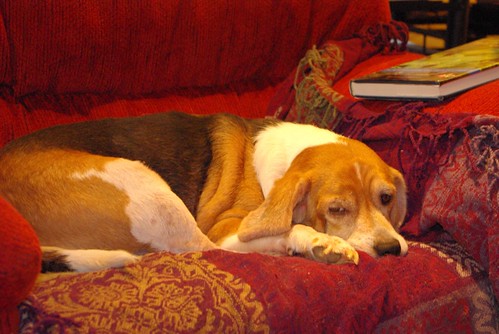 Sad beagle is sad