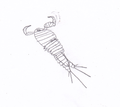 copepod drawing