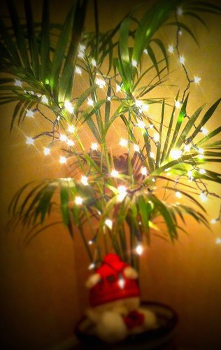 palm trees are christmasy too...
