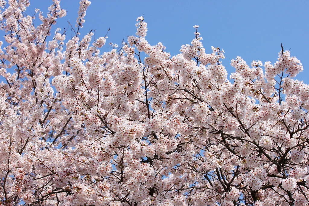 Best Sakura Photo (8)