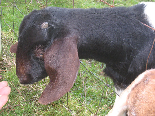 Vashon goats