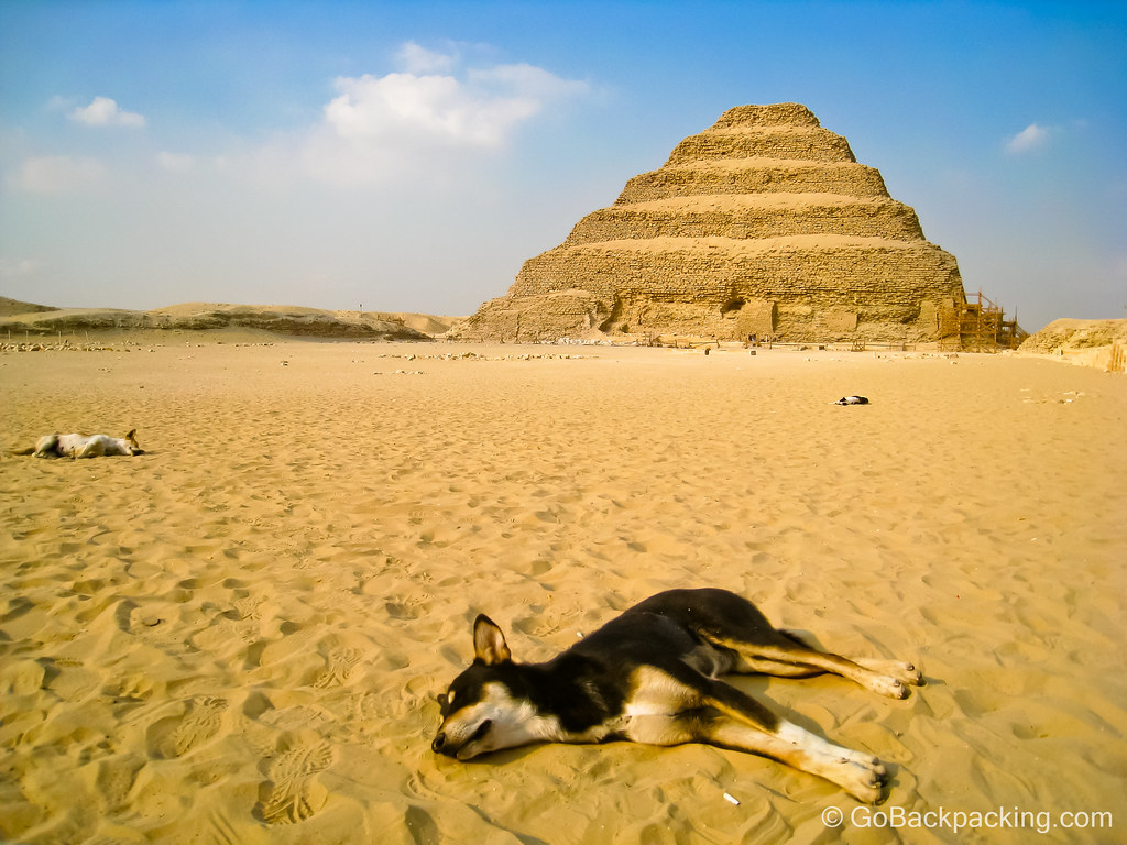 Dogs in Egypt