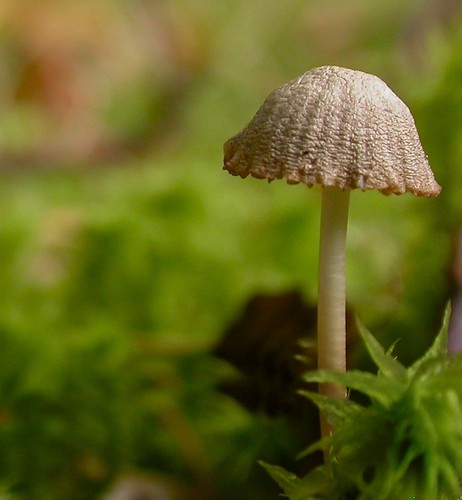 A mini mushroom in the moss