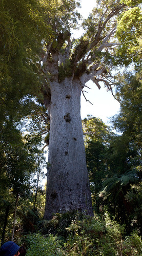 Large Kauri tree
