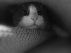 Keijo N. - Tyypillinen tilanne, kun joku vieras tulee, niin kissa menee piiloon. Kuvaa on muokattu Picasalla (pehmeäpiirto, mustavalkoisuus).