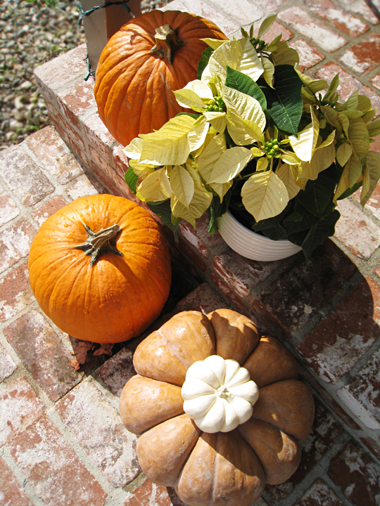 White Poinsettias and pumpkins+outdoor thanksgiving decor