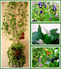 Collage of our tropical garden plants in November 2010