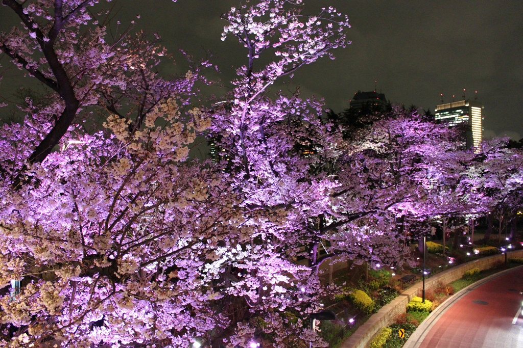 Best Sakura Photo (3)