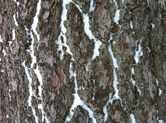Tree bark and snow
