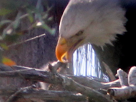 Eaglet feeding 2-20110123