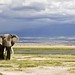 Kenya - Ambosseli Parque Nacional