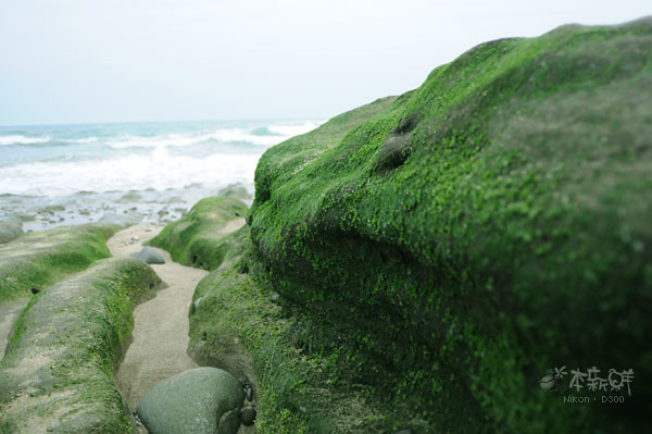 綠色海藻，石蓴