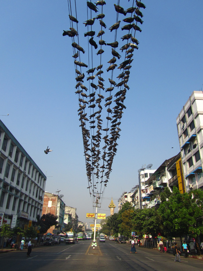 Pigeon Street Yangon