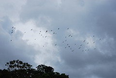 Birds Flying High...