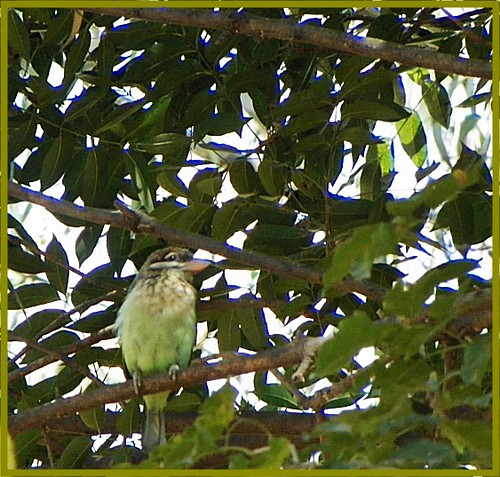 White throated barbet at Bugle Rock Garden