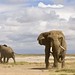 Kenya - Ambosseli Parque Nacional