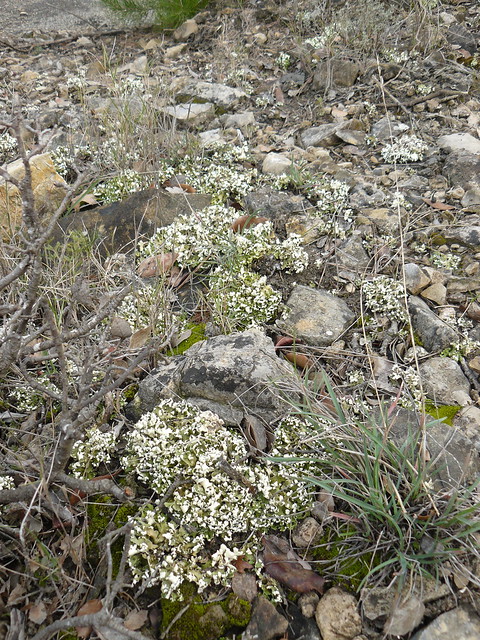 cladonia foliacea endiviifolia