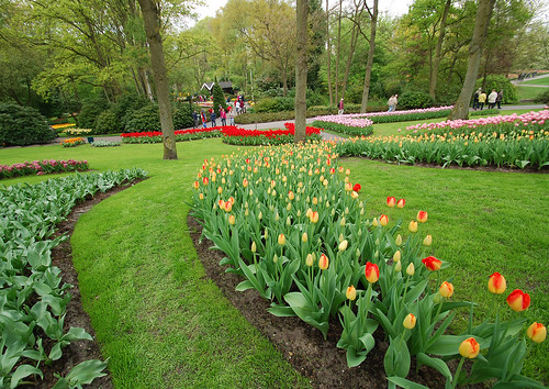 Keukenhof Tulips Garden36