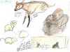 3.7.11 - Disney's Animal Kingdom sketches
