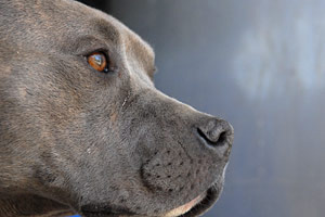 Pit bull terrier-type dogs better off dead than family pets? 