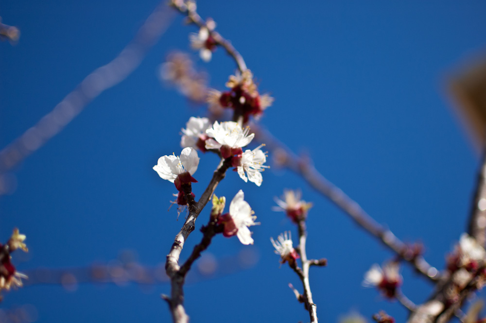 Albaricoquero (Prunus armeniaca) visto a 1.8