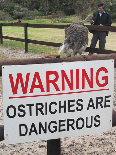 Ostriches are dangerous