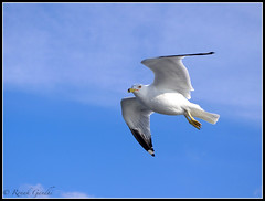 Another seagull in flight • <a style="font-size:0.8em;" href="http://www.flickr.com/photos/41711332@N00/5494216655/" target="_blank">View on Flickr</a>