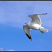 Another seagull in flight • <a style="font-size:0.8em;" href="http://www.flickr.com/photos/41711332@N00/5494216655/" target="_blank">View on Flickr</a>