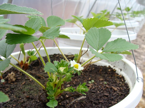 Strawberries!