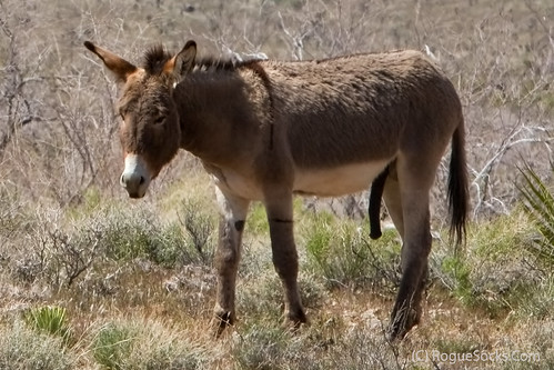 Donkey Penis Picture