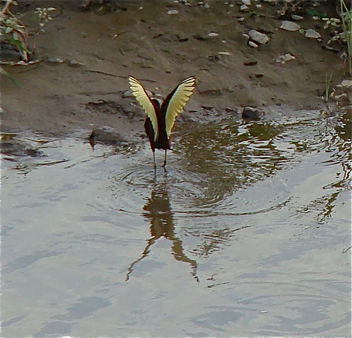 Aves de Costa Rica