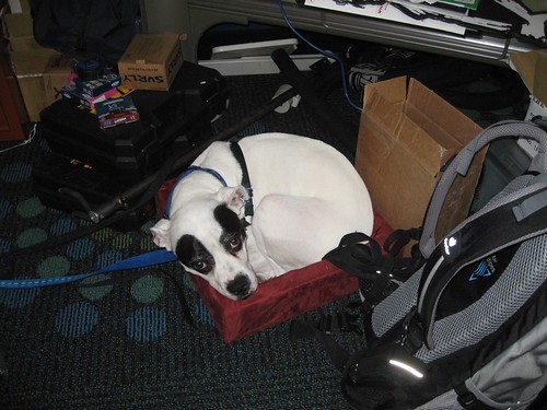 Downward view of a white dog with black eye spots, curled up on the floor in an office cubicle