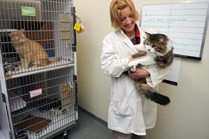 Animal Services in Calgary vet helping cats