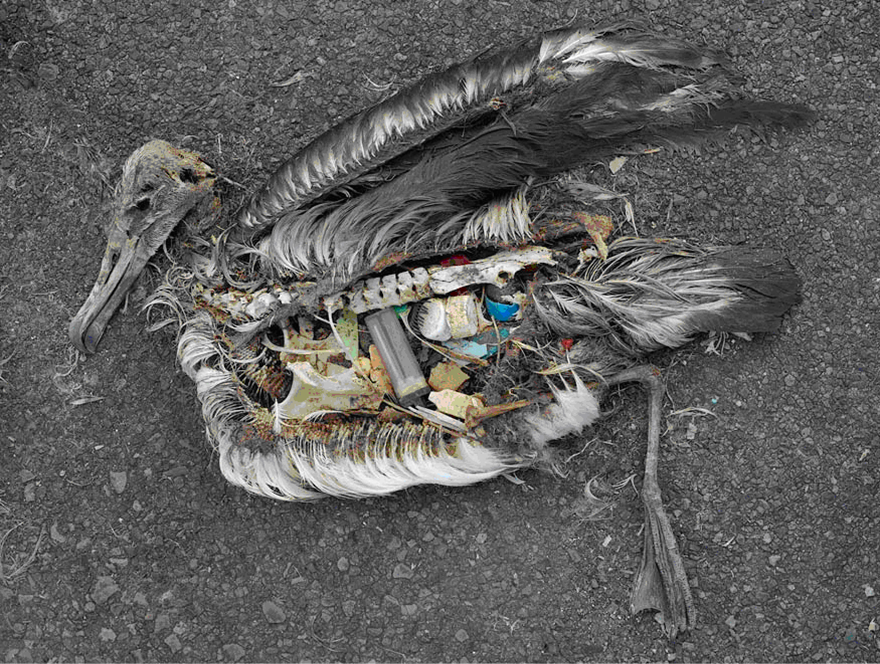 海廢：信天翁肚子含大量塑膠製品，圖片來源httpchrisjordan.comcurrent_set 2.phpid=11