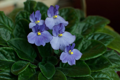 blooming violets