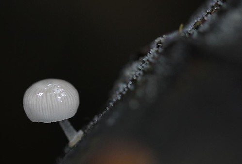 slimey white fungus