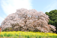 Big Cherry Blossom Tree in Yoshitaka
