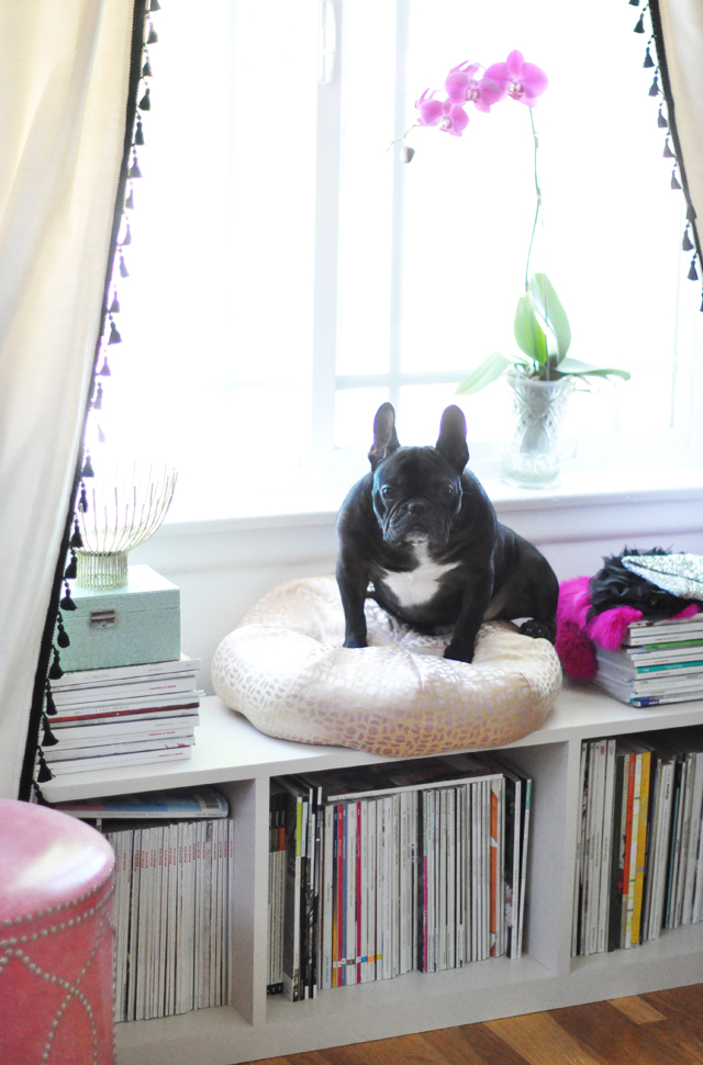 French Bulldog in the window + curtains with tassels + office