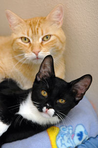 An orange cat and a black cat
