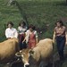 Connecticut Women's Land Army bringng in cows, 1942-1945