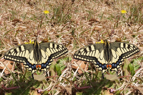 Papilio machaon, stereo parallel view