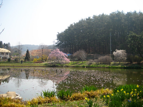 Lost wisdom & the Chollipo Arboretum in Spring