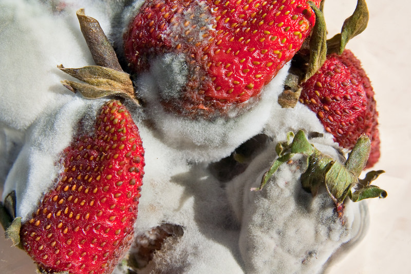 A close-up of a mound of really, really moldy strawberries