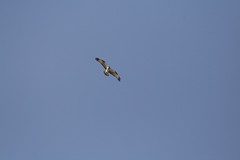 Guincho o águila pescadora en vuelo Pandion haliaetus