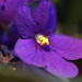 african violet • <a style="font-size:0.8em;" href="http://www.flickr.com/photos/124671209@N02/14234746813/" target="_blank">View on Flickr</a>
