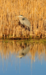 Great blue heron on Seedskadee NWR 01