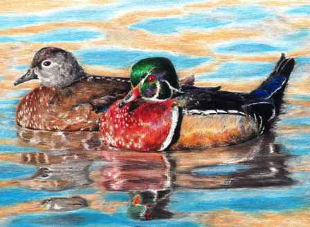 Wood Duck Pair, by Brad Gray, 1st Place