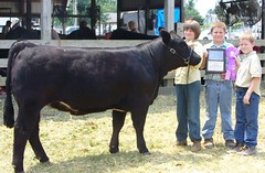 Champion Simmental Heifer Sangamon Co Fair '07 • <a style="font-size:0.8em;" href="http://www.flickr.com/photos/25423792@N05/14435764891/" target="_blank">View on Flickr</a>